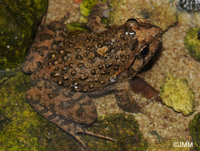 Discoglossus sardus Discoglosse Sarde